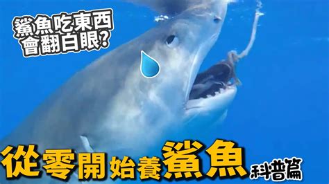 台灣可以養鯊魚嗎 字五行屬性查詢